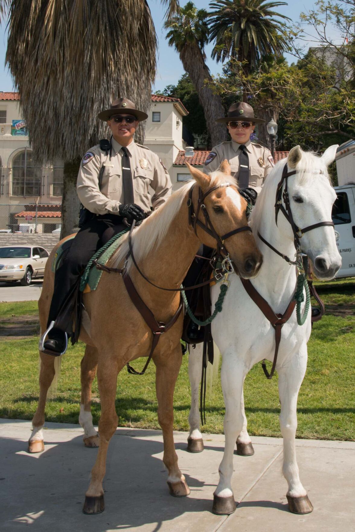Two park horses